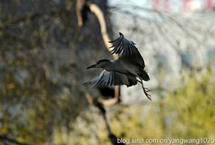 杂片(抓拍) 杂片(抓拍)