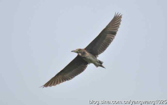 飞（夜鹭） wbr1