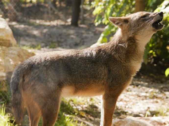 犬科:犬亚科犬属之金豺、黑背豺(胡狼类) 犬科:犬亚科犬属之金豺、黑背豺(胡狼类)