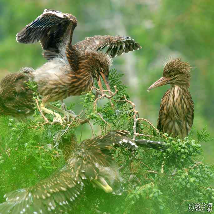 小白鹭与小夜鹭 小白鹭与小夜鹭