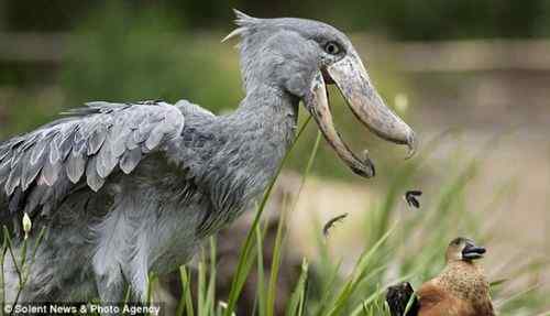 好心的鲸头鹳 放过无辜的野鸭