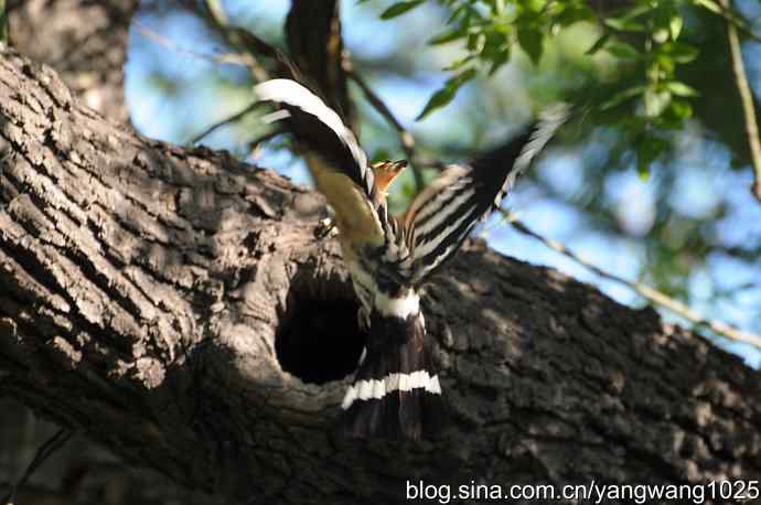 尽职尽责 wbr无私奉献（戴胜育雏纪实）