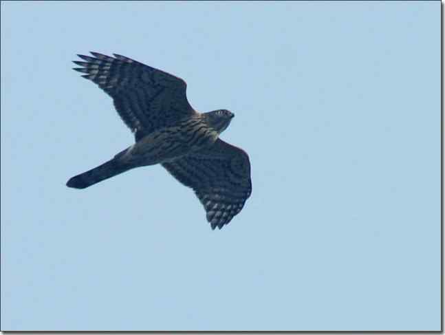 望京楼主峰雾蒙蒙续拍猛禽