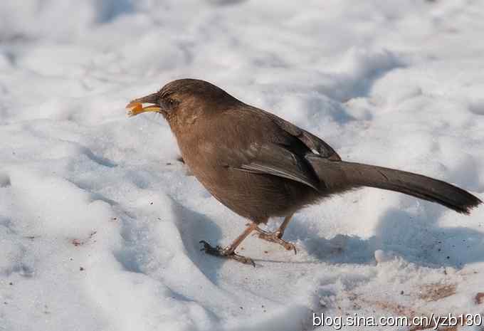瑞雪兆丰年鈥斺斏皆腽蹋ㄗ橥迹6张图片）