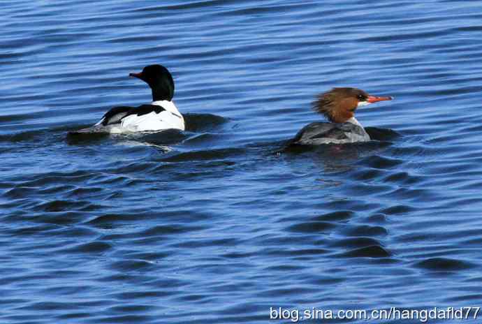 普通秋沙鸭 普通秋沙鸭