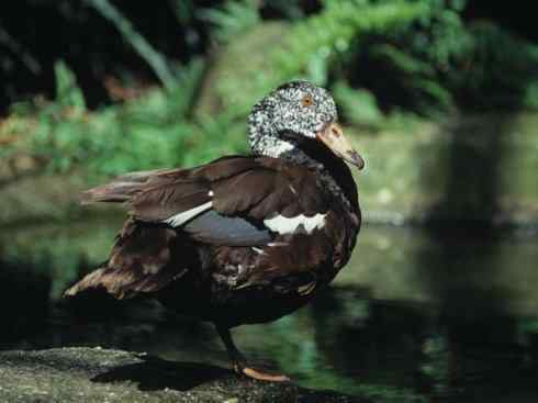 奇特的盔：瘤鸭