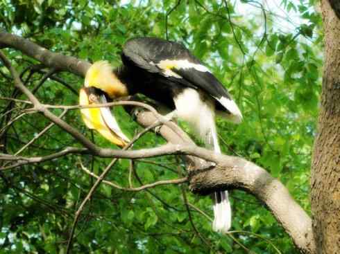 奇特的盔:盔犀鸟 奇特的盔:盔犀鸟