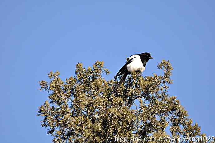 天坛公园的喜鹊