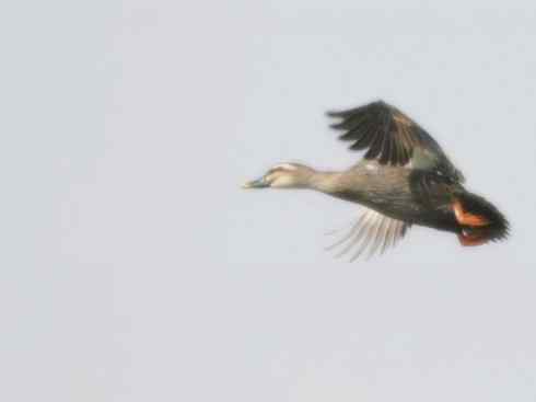 雁鸭之最之四（奥克兰鸭、山蓝鸭、绿头鸭）