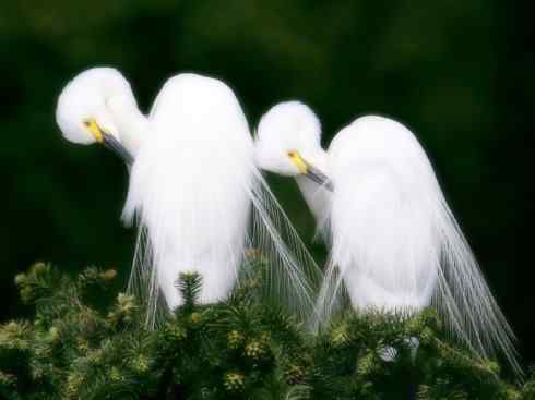 天生猎手：非猛禽类猎手之六（重量级的杀手——大型鹭鸟）