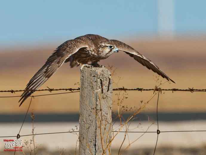 达里湖&nbsp;wbr路&nbsp;wbr猎隼