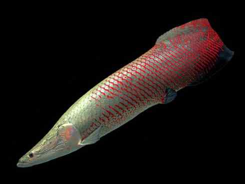 鱼类活化石：巨骨舌鱼