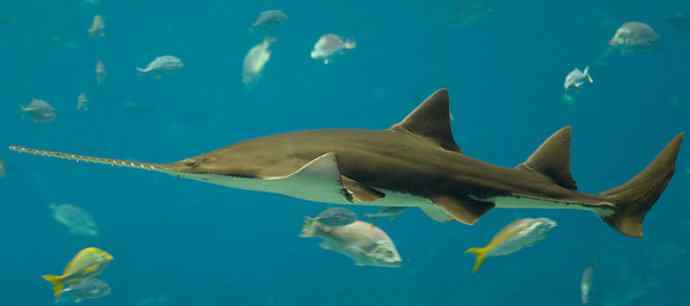 鱼类活化石:锯鳐 鱼类活化石:锯鳐