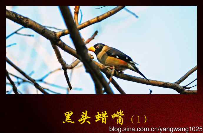 黑头蜡嘴雀（1）
