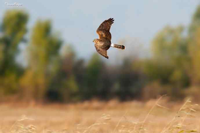 角百灵 wbr野鸭湖的一天 角百灵 wbr野鸭湖的一天