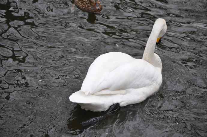 天鹅（送给小朋友GIGI）