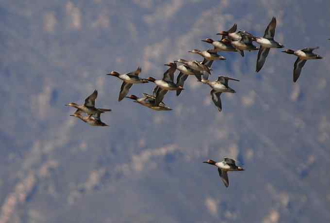 野鸭湖雁鸭翔飞 野鸭湖雁鸭翔飞