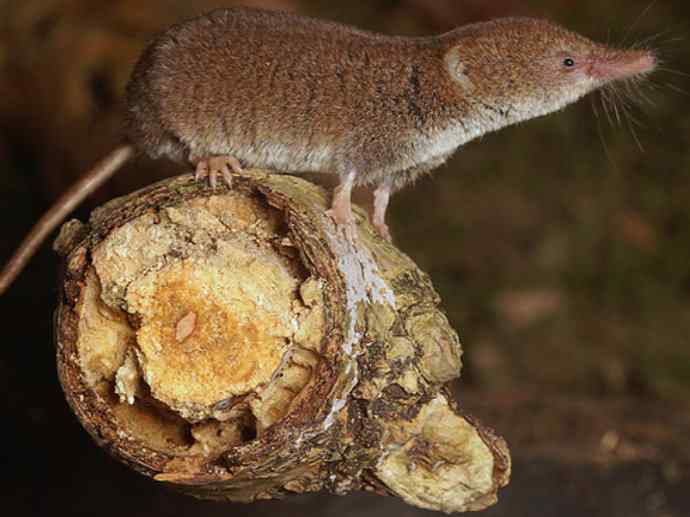 盘点十二大著名食蚁动物:食蚁兽 盘点十二大著名食蚁动物:食蚁兽