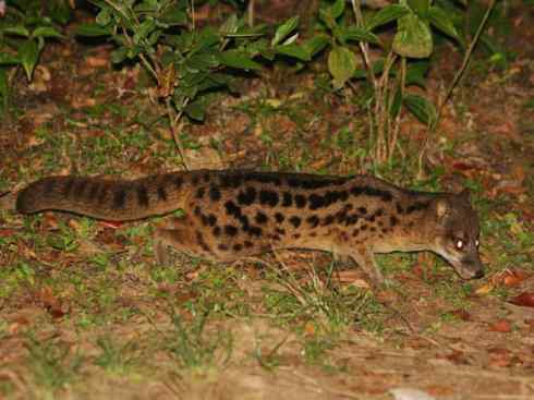 犬科:犬亚科犬属之金豺、黑背豺(胡狼类) 犬科:犬亚科犬属之金豺、黑背豺(胡狼类)