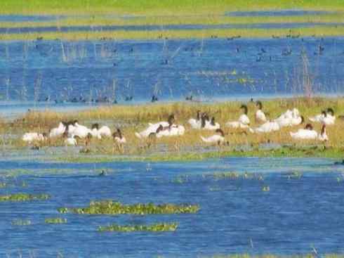 奇特的盔：黑颈天鹅