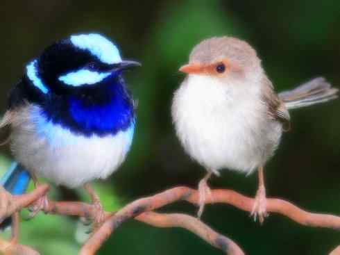 美丽无罪：雀鸟之鹩莺