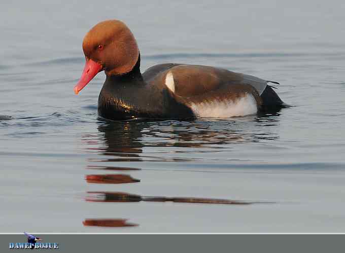 赤嘴潜鸭：冬天の靓色