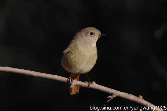 雌性北红尾鸲(3) 雌性北红尾鸲(3)