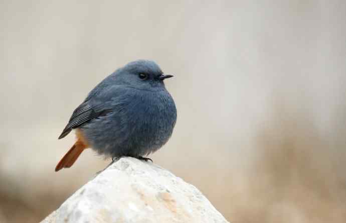 圆滚滚的红尾水鸲