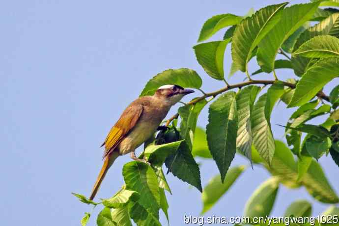 白头鹎(随拍)3 白头鹎(随拍)3