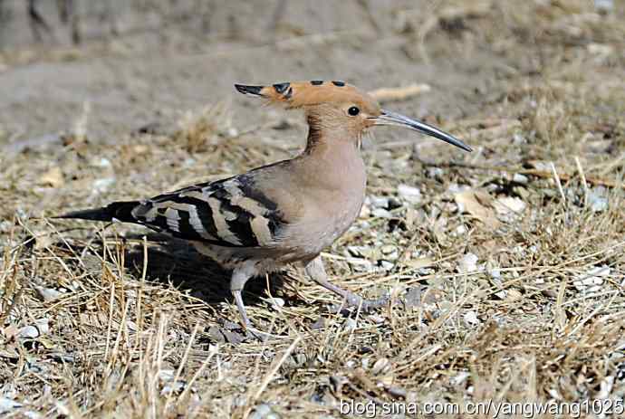 天坛公园又遇戴胜(觅食) 天坛公园又遇戴胜(觅食)