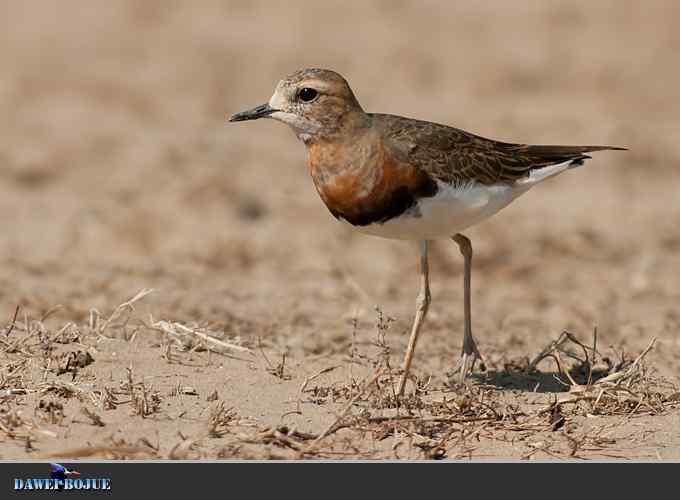 东方鸻小憩野鸭湖