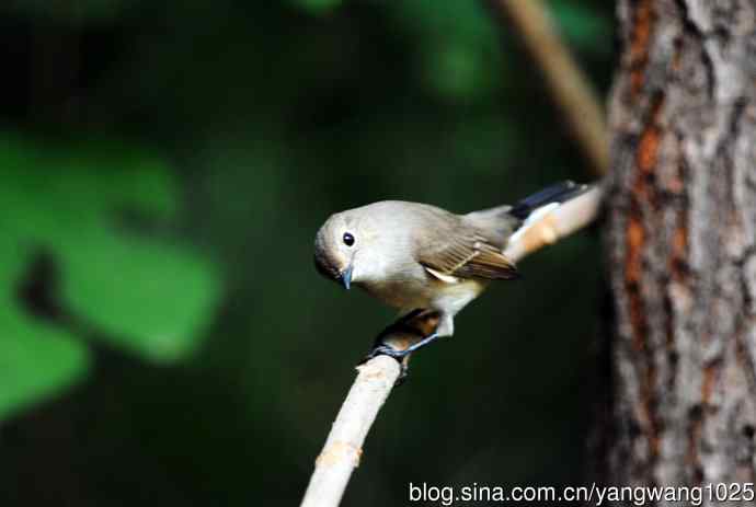 红喉姬鹟(20) 红喉姬鹟(20)