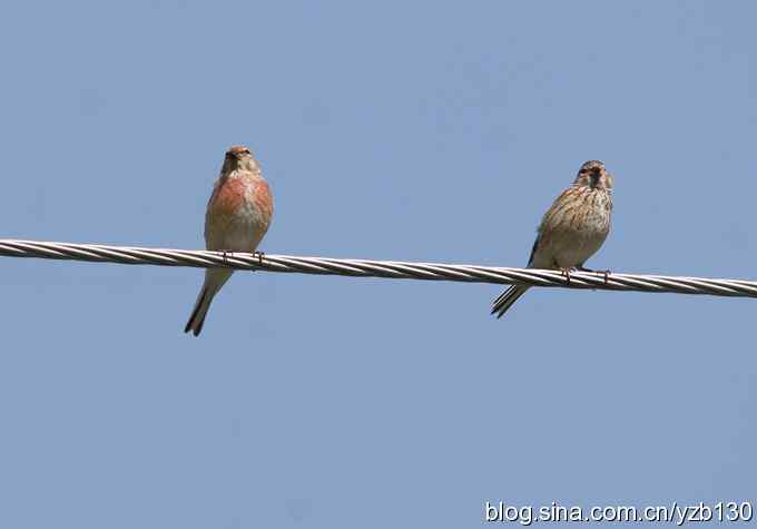 内地很难见的赤胸朱顶雀（组图，7张图片）
