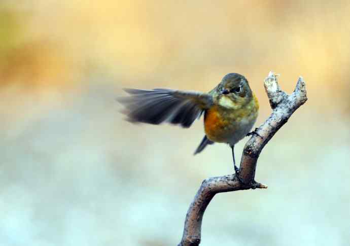雌性红胁蓝尾鸲（17）