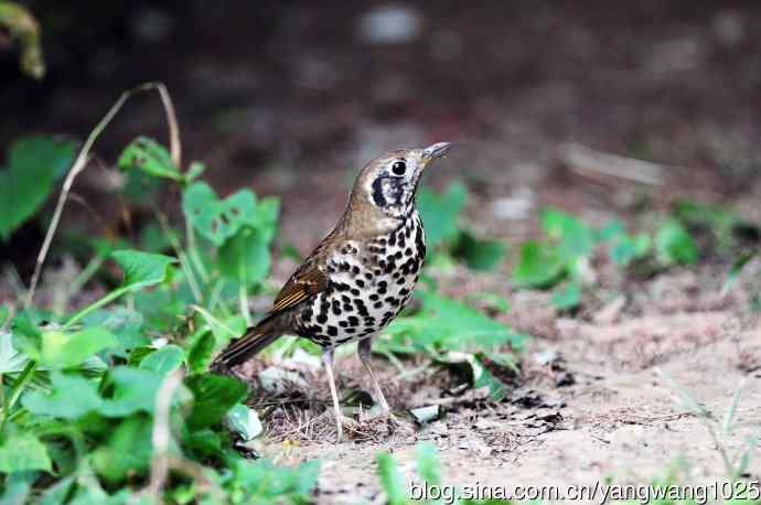 宝兴歌鸫(1) 宝兴歌鸫(1)