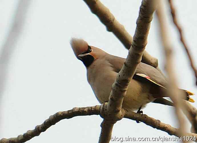 大太平.小太平(植物园) 大太平.小太平(植物园)