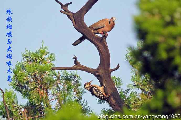 昨天的收获（杂片）