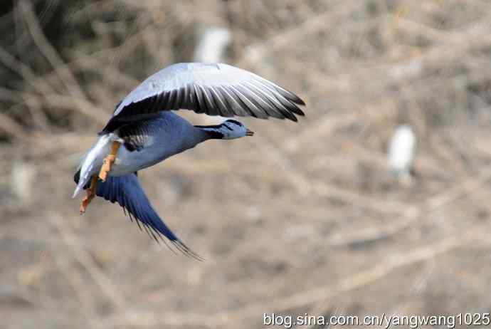 水面飞行的斑头雁