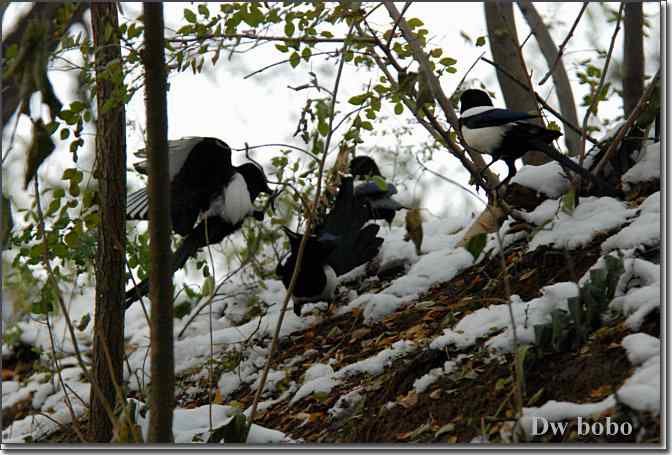 点击图片或使用键盘← →翻页