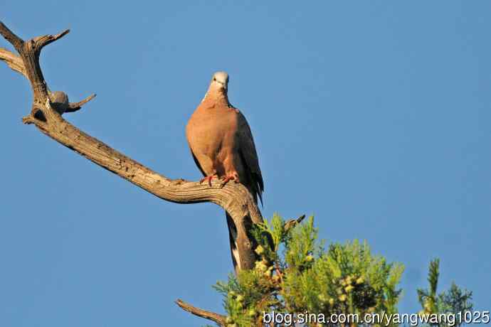 珠颈斑鸠(随拍) 珠颈斑鸠(随拍)