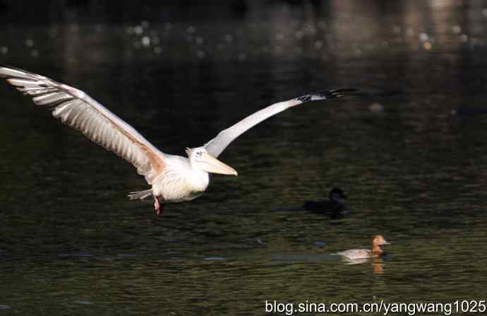 再拍鹈鹕 wbr wbr12