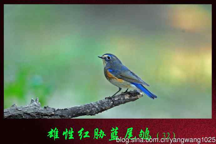 雄性红胁蓝尾鸲（32）