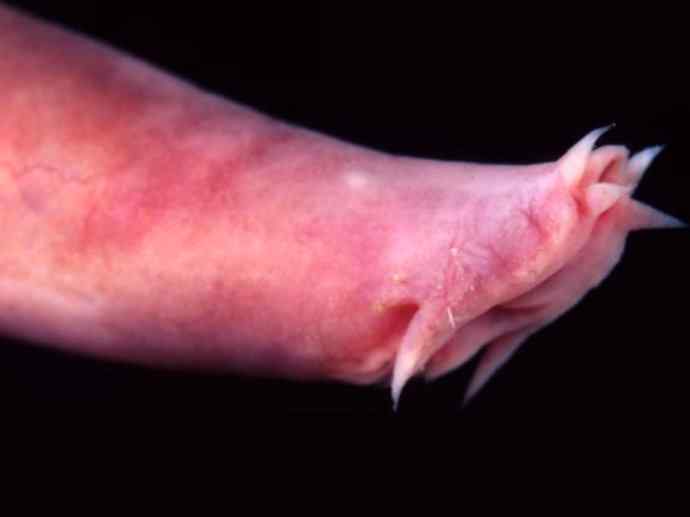 鱼类活化石：盲鳗