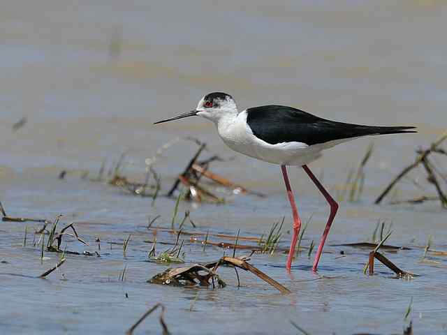 野鸭湖拍摄纪实(牛背鹭黄鹡鸰长脚鹬)