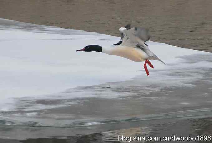 鸟友再聚白河湾 鸟友再聚白河湾