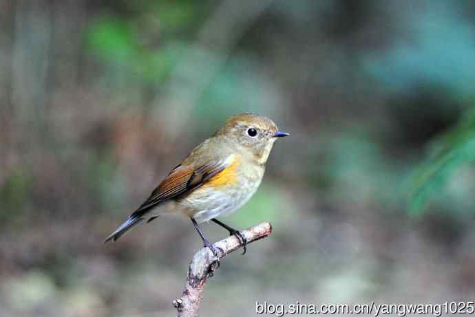 雌性红胁蓝尾鸲（57）
