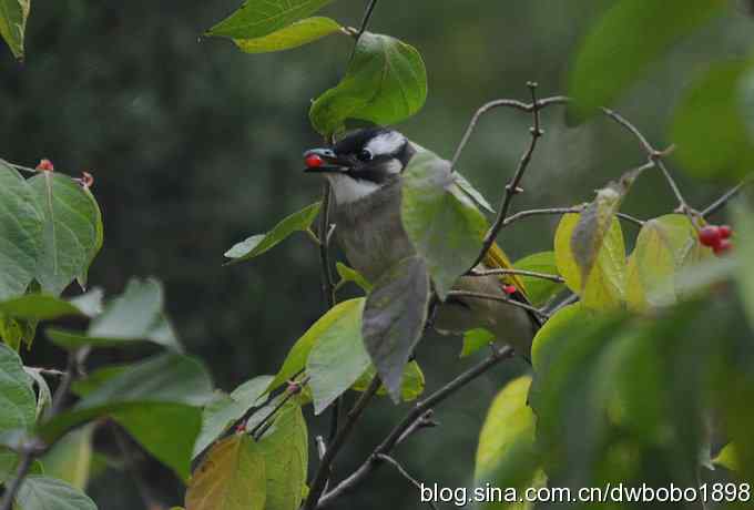 莲花池林鸟小拍