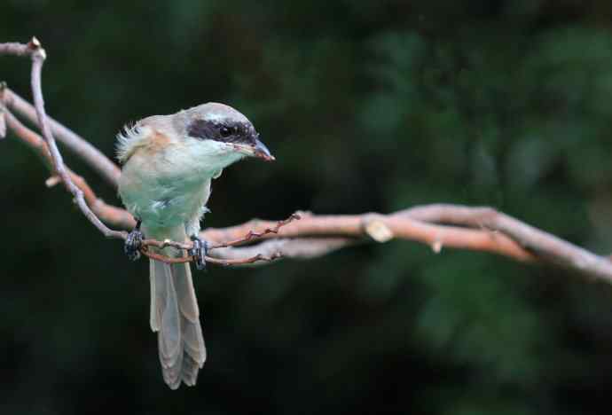 小伯劳长成(4)  独立 特写