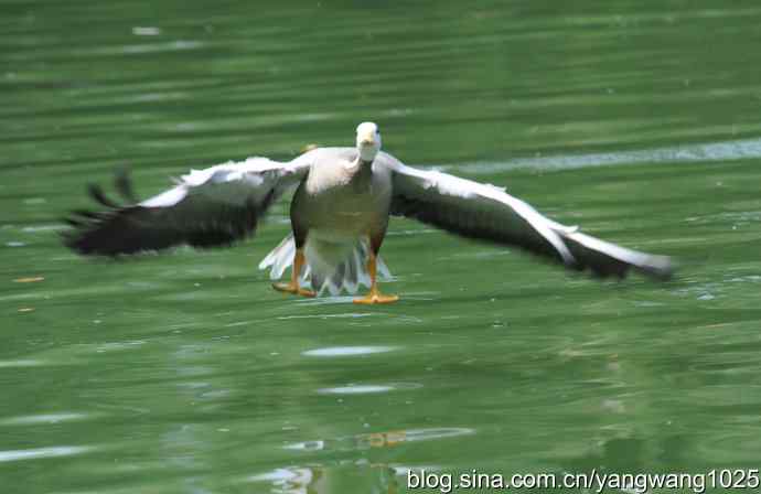 飞（斑头雁、野鸭）
