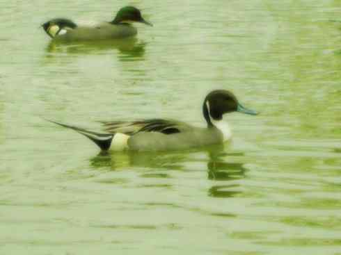 欣赏:美丽的钻水鸭5 欣赏:美丽的钻水鸭5